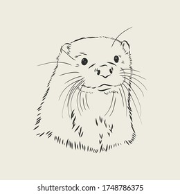 vector animal river common otter, otter, sea otter, vector sketch illustration