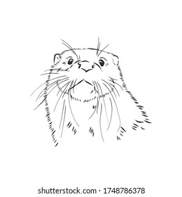 vector animal river common otter, otter, sea otter, vector sketch illustration