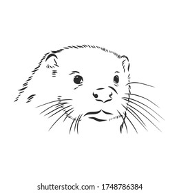 vector animal river common otter, otter, sea otter, vector sketch illustration