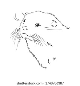 Vector Animal River Common Otter, Otter, Sea Otter, Vector Sketch Illustration