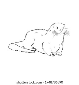 vector animal river common otter, otter, sea otter, vector sketch illustration