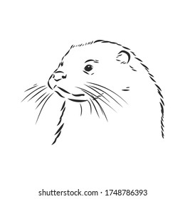 vector animal river common otter, otter, sea otter, vector sketch illustration