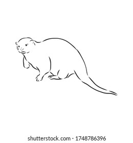 vector animal river common otter, otter, sea otter, vector sketch illustration