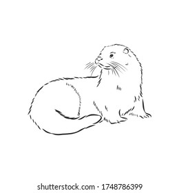 Vector Animal River Common Otter, Otter, Sea Otter, Vector Sketch Illustration