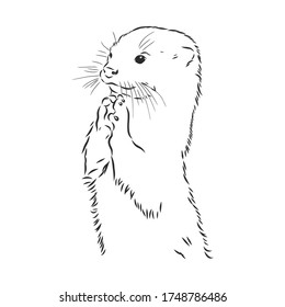 Vector Animal River Common Otter, Otter, Sea Otter, Vector Sketch Illustration