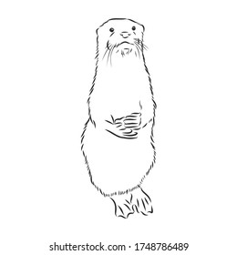 vector animal river common otter, otter, sea otter, vector sketch illustration