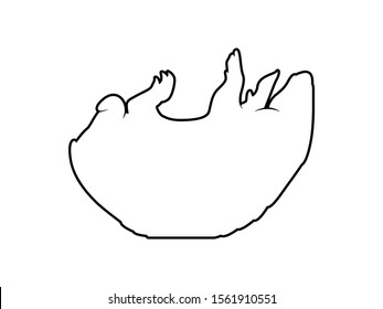 Vector Animal Silhouette Armadillo on White Background