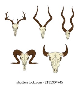 Vector animal skull. hand drawn illustration. Western style logo isolated on white