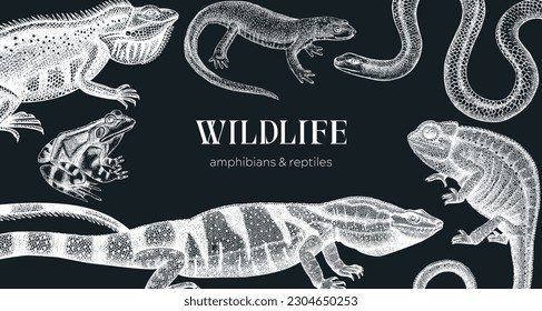 Vector animals background in sketch. Hand drawn reptiles and amphibians design on chalkboard. Herpetofauna drawings. Vintage wildlife illustrations - iguana, frog, newt, snake, chameleon, lizard