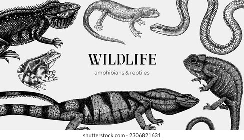 Antecedentes de los vectores en el esbozo. Reptiles dibujados a mano y anfibios diseño aislado en blanco. Dibujos de herpetofauna. Ilustraciones de la vida silvestre vintage - iguana, rana, newt, serpiente, camaleón, lagartija