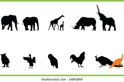 Vector animals collection