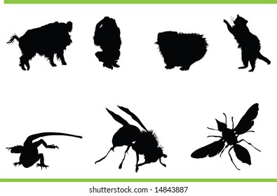 Vector animals collection