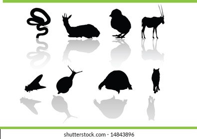 Vector animals collection