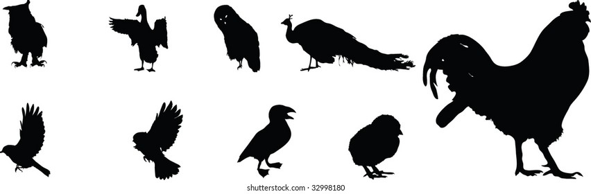 Vector animals collection