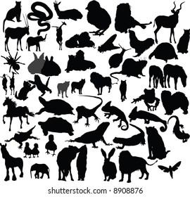 Vector animals collection