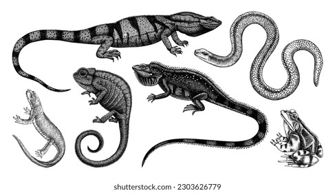 Vector animals collection in sketch style. Hand-drawn reptiles and amphibians illustrations isolated on white background. Herpetofauna drawings. Wildlife set - iguana, frog, lizard, newt, chameleon. 