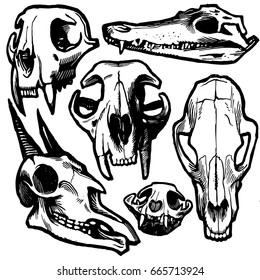 Vector animal's skulls 