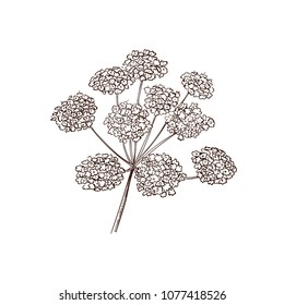 Vector Anise Plant Sketch, Hand Drawn Illustration Isolated on White Background.