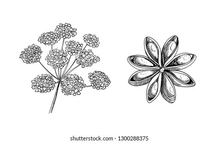 Vector Anise Plant and Star Sketches, Hand Drawn Illustration Isolated on White Background.