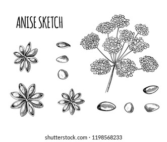 Vector Anise Sketch, Hand Drawn Plant Illustration Isolated on White Background, Black Outline Drawings.