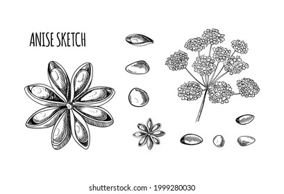 Vector Anise Sketch, Hand Drawn Plant Illustration Isolated on White Background, Pen Drawings, Design Element Set.