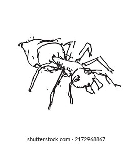 Vector Ant Silhouette, Hand Illustration.