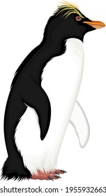 vector  Antarctic Macaroni Penguin illustration