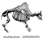Vector antique bison skeleton. Bones of extinct californian animal. Ink drawing of bison fossils