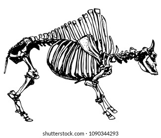 Vector antique bison skeleton. Bones of extinct californian animal. Ink drawing of bison fossils
