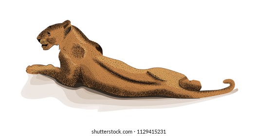 Vector antique color engraving illustration of lioness on white background. Isolated sketch illustration for cheetah, leopard or cougar