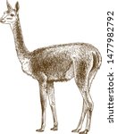 Vector antique engraving drawing illustration of vicuna lama or Vicugna vicugna isolated on white background