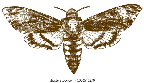 Vector antique engraving drawing illustration of African death-head hawkmoth isolated on white background