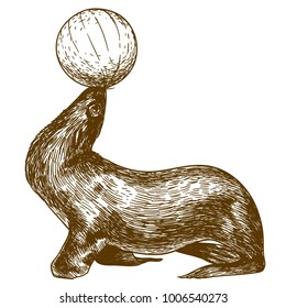 Vector antique engraving drawing illustration of circus sea lion isolated on white background
