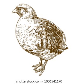 Vector antique engraving drawing illustration of grey partridge isolated on white background