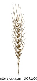 Vector antique engraving drawing illustration of wheat ear isolated on white background