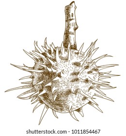 Vector antique engraving drawing illustration of chestnut isolated on white background