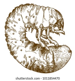 Vector antique engraving drawing illustration of  may beetle larve isolated on white background