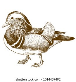 Vector antique engraving drawing illustration of mandarin duck isolated on white background