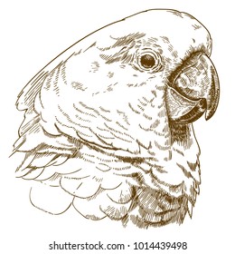 Vector antique engraving drawing illustration of  white cockatoo head isolated on white background