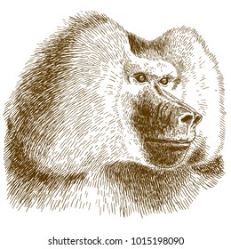 Vector antique engraving drawing illustration of baboon head isolated on white background