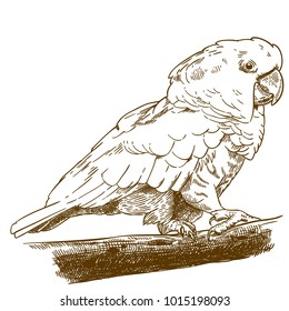 Vector antique engraving drawing illustration of  white cockatoo isolated on white background