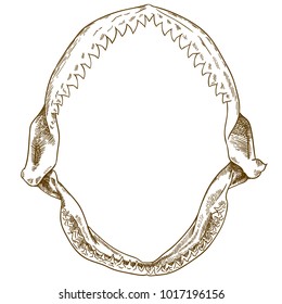 Vector antique engraving drawing illustration of shark jaw isolated on white background