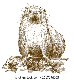 Vector antique engraving drawing illustration of otter isolated on white background