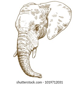 Vector antique engraving drawing illustration of elephant head isolated on white background