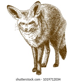 Vector antique engraving drawing illustration of bat-eared fox isolated on white background
