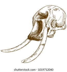 Vector antique engraving drawing illustration of mammoth skull isolated on white background