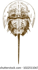 Vector antique engraving drawing illustration of horseshoe crab top view isolated on white background