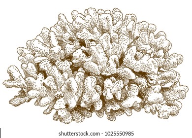 Vector antique engraving drawing illustration of pocillopora coral isolated on white background