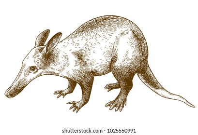 Vector antique engraving drawing illustration of aardvark isolated on white background