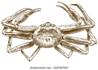 Vector antique engraving drawing illustration of chionoecetes opilio crab isolated on white background
